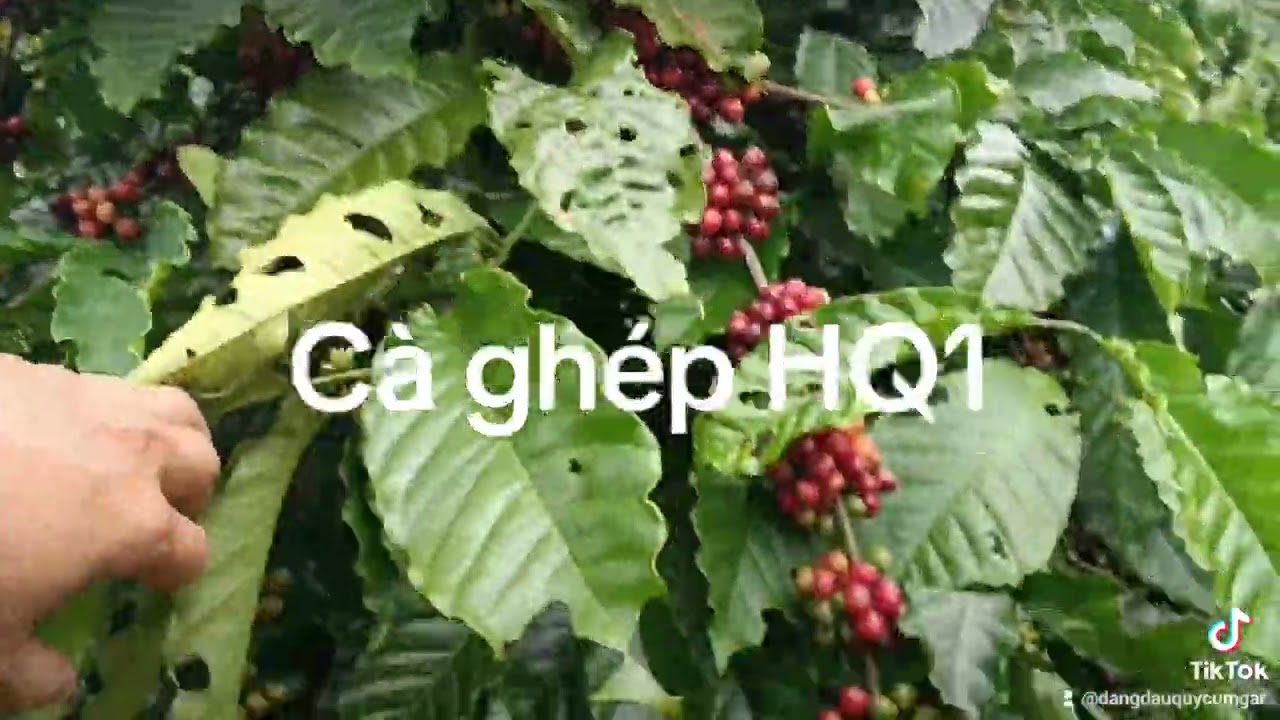 #C&agrave; ph&ecirc; HQ1 (Ho&agrave;ng Qu&yacute;) Cư Su&ecirc;, Cumgar.