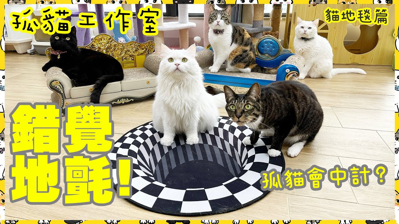【孤貓工作室】之貓地毯篇－ 當貓看到錯覺地毯的反應！孤貓會中計？