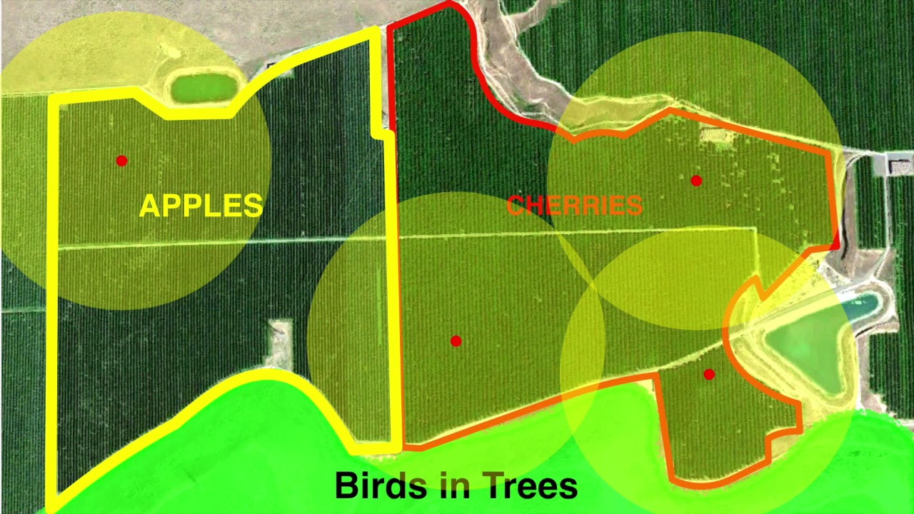 Bird Gard Keeping Birds Out of Fruit Trees