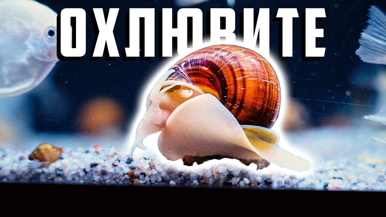 ОХЛЮВИ - ПОЛЕЗНИ ИЛИ ВРЕДНИ ЗА АКВАРИУМА
