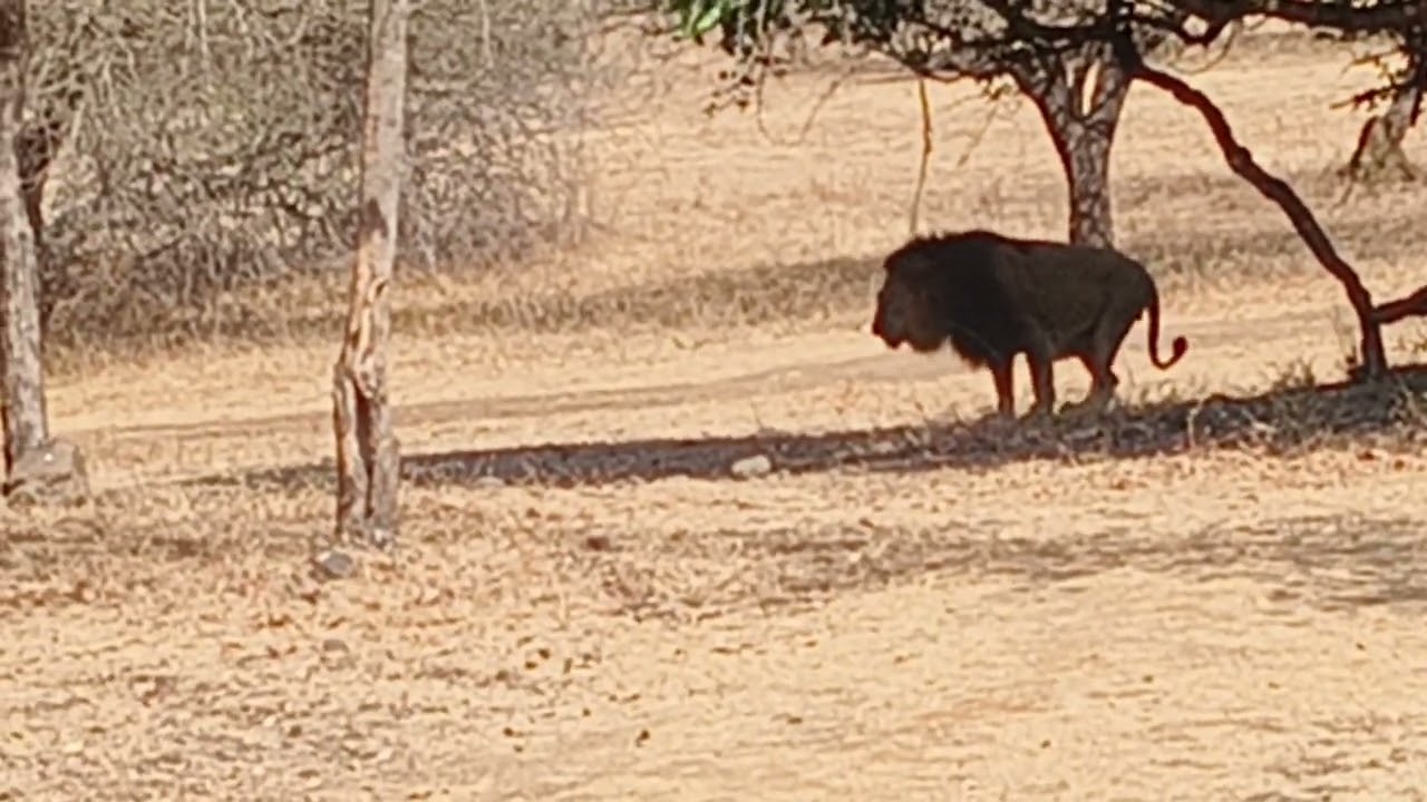 Gir Jungle Safari 🦁 | Amazing Wildlife Experience in Gir Forest | Rajesh Rathod