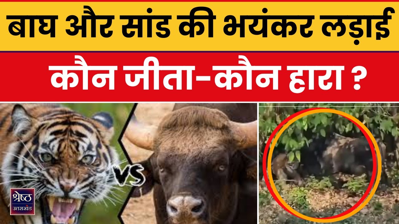 Ram Nagar: जंगल में टकरा गए Tiger और Bull, फिर क्या हुआ, देखिए पूरी खबर | Top Trending News