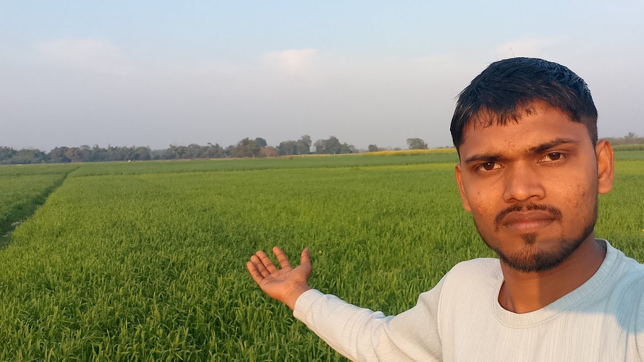 Meri gehu ki fasal #viral #vlog #youtube #explorepage 