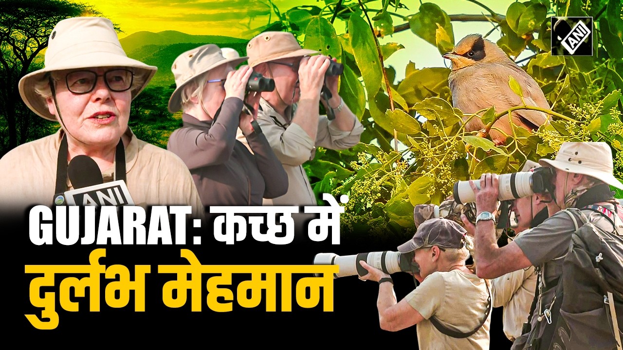 गुजरात: कच्छ के छारी-ढांढ में दिखा दुर्लभ ग्रे हाइपोकॉलियस