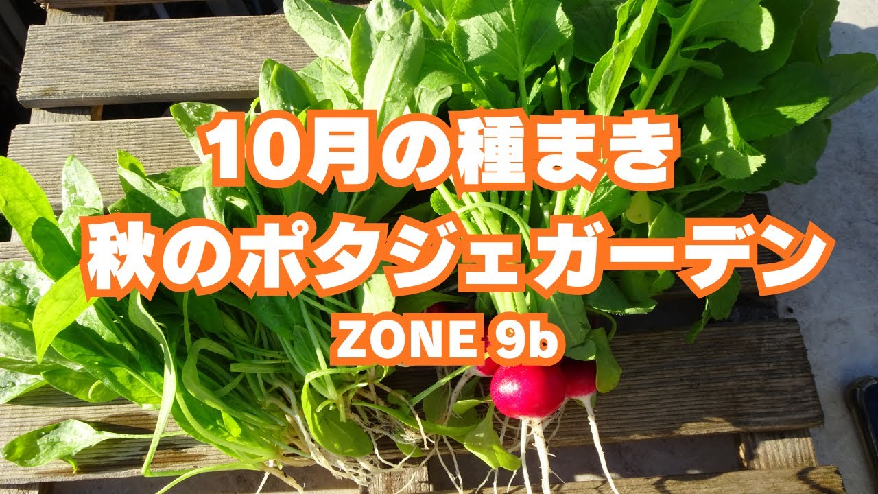 10月の種まき | レイズドベッドで簡単家庭菜園 | 小松菜・パクチー・アリッサム・カレンデュラetc