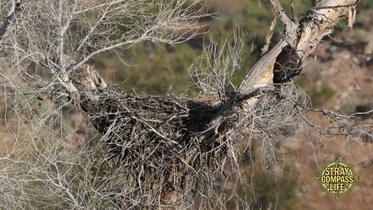 From Fur to Feathers at Eagle Nest #1