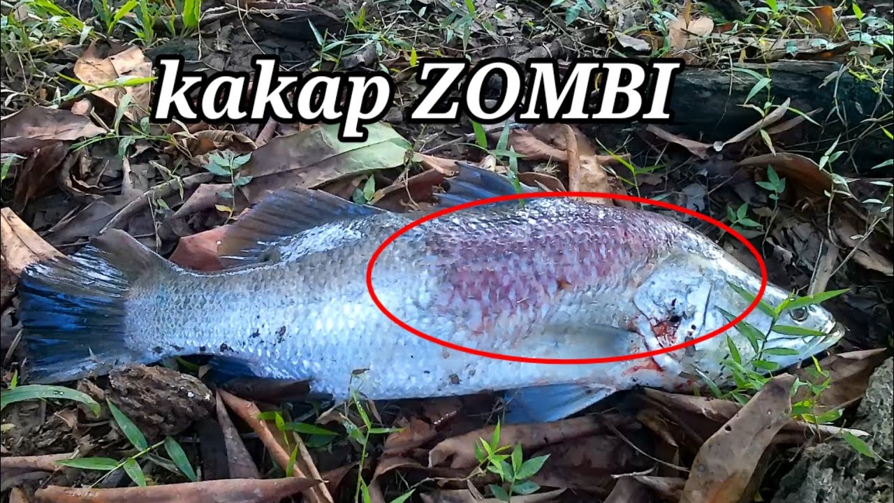 PASER IKAN][MENGERIKAN TUBUH KAKAP INI DIPENUHI LUKA