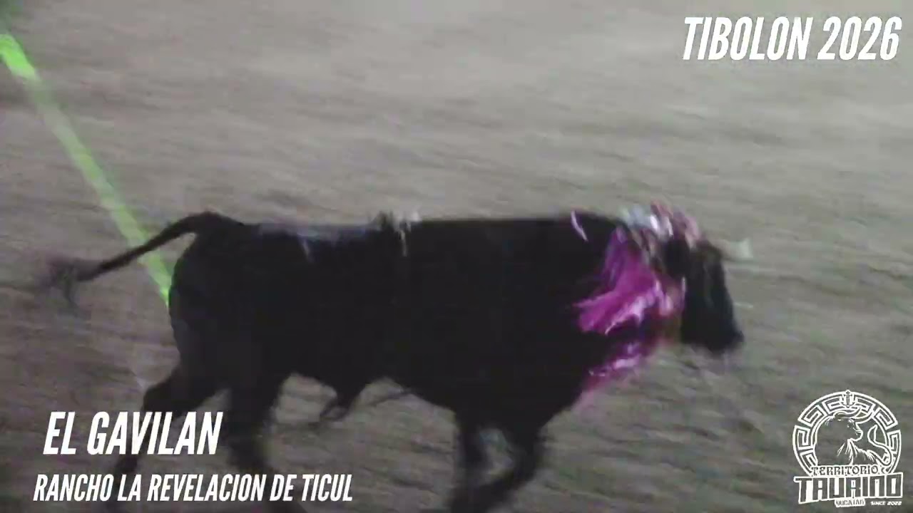 Toro El Gavilán del Rancho La Revelación de Ticul en la Corrida de Promesas Tibolón 2026