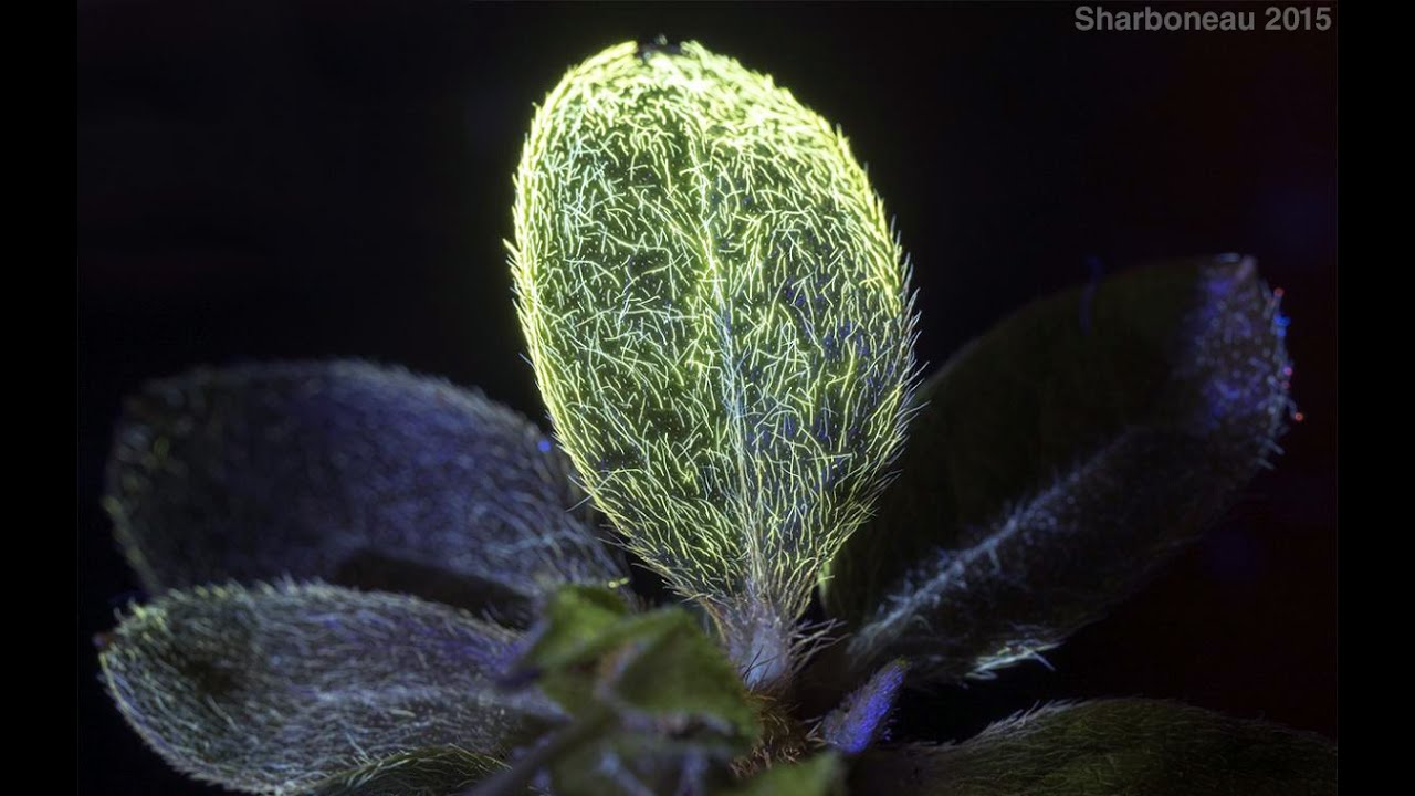UV Blacklight Photography Tutorial (Ultraviolet-Induced Visible Fluorescence)