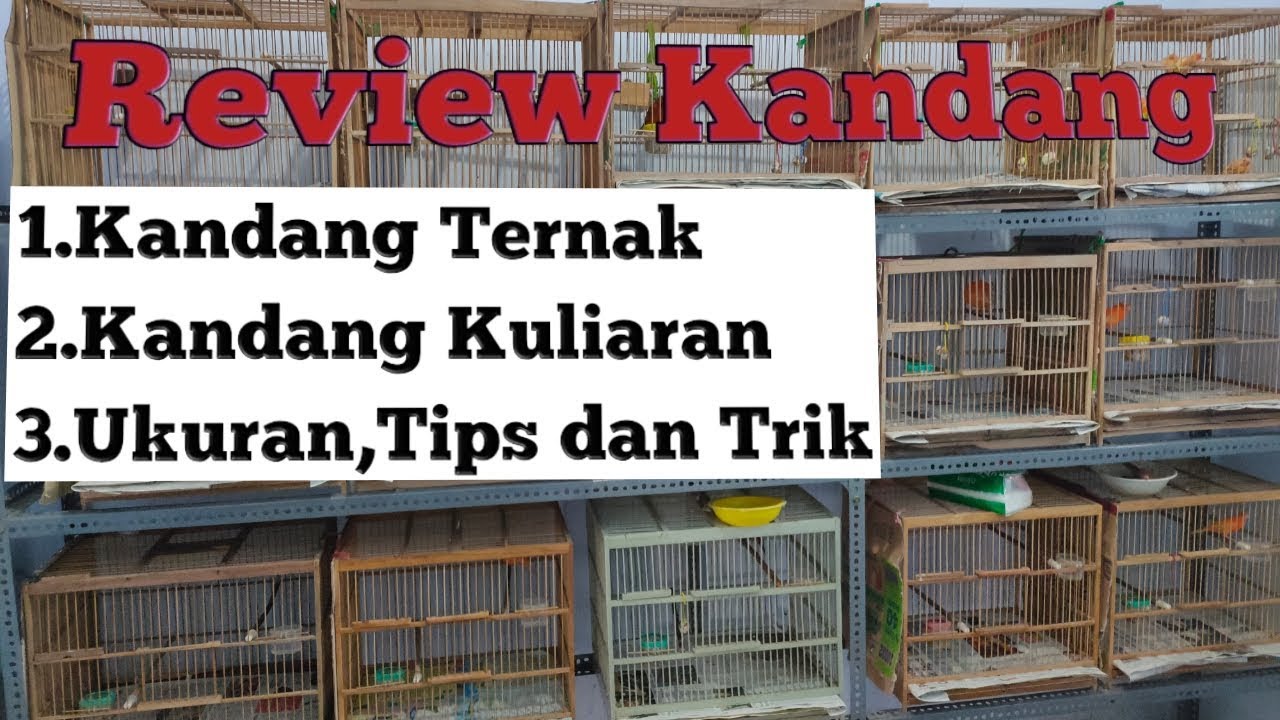 Kandang Ternak Burung Kenari - Nyamuk Tak Ada,Tikus Auto Gak Bisa Masuk