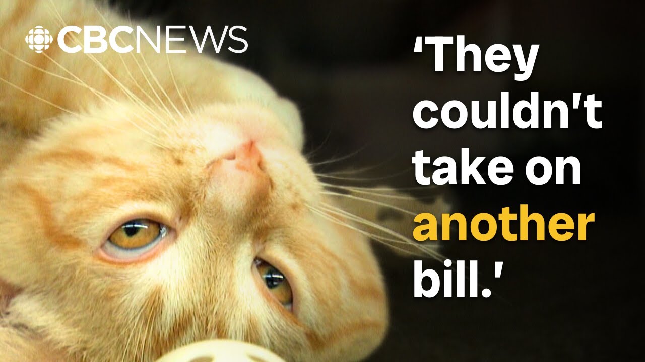 Is owning a pet becoming a luxury? Rising costs putting more animals in shelters