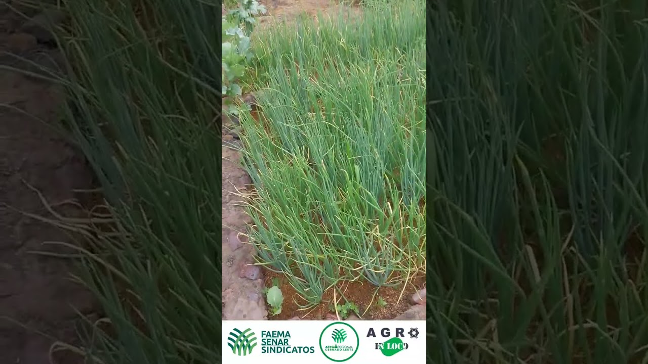 Cultura da Cebolinha.Doença bacteriana de podridão da Cebolinha.