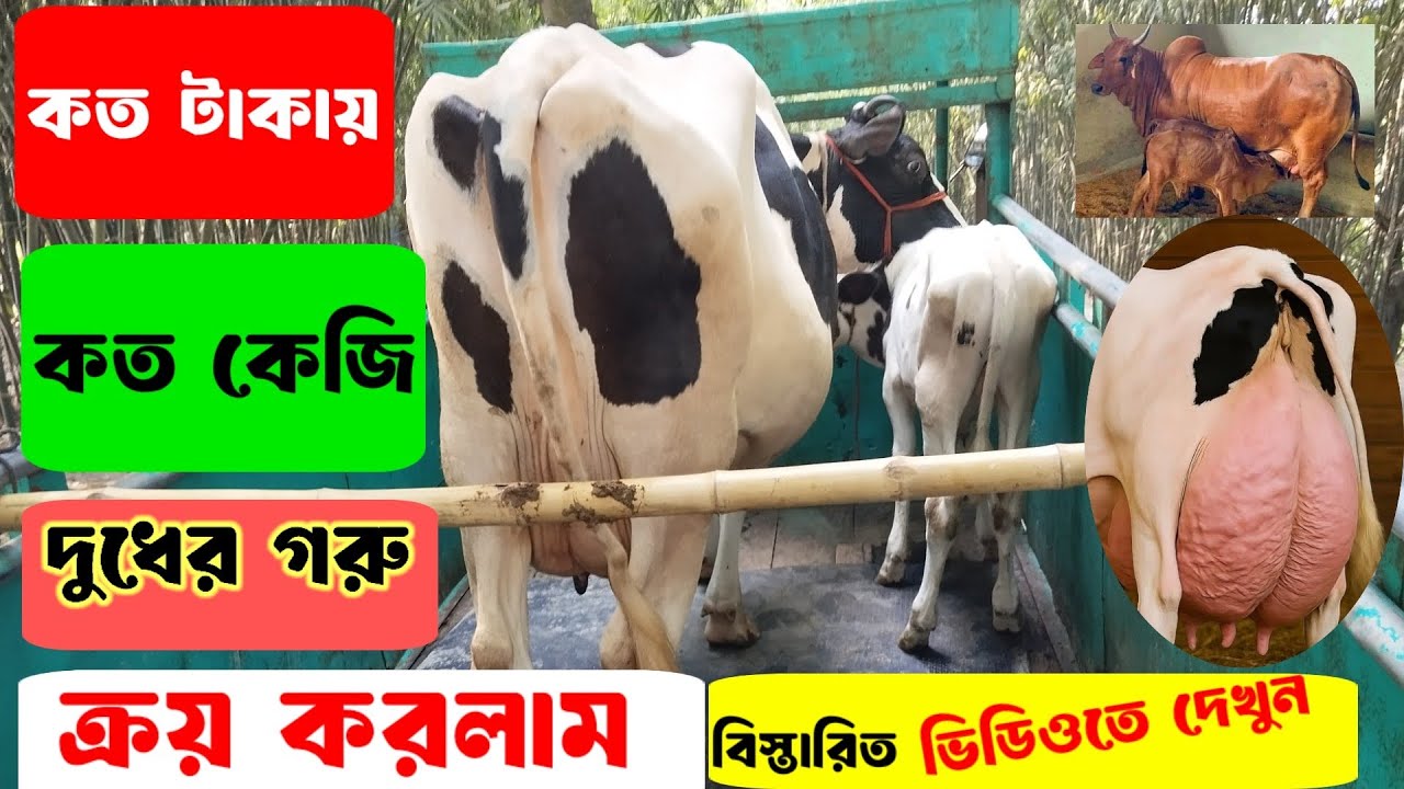 কত টাকায় কত কেজি দুধের গরু ক্রয় করলাম। কৃষি চ্যানেল ২৪। ✅🐄🐄✅📢