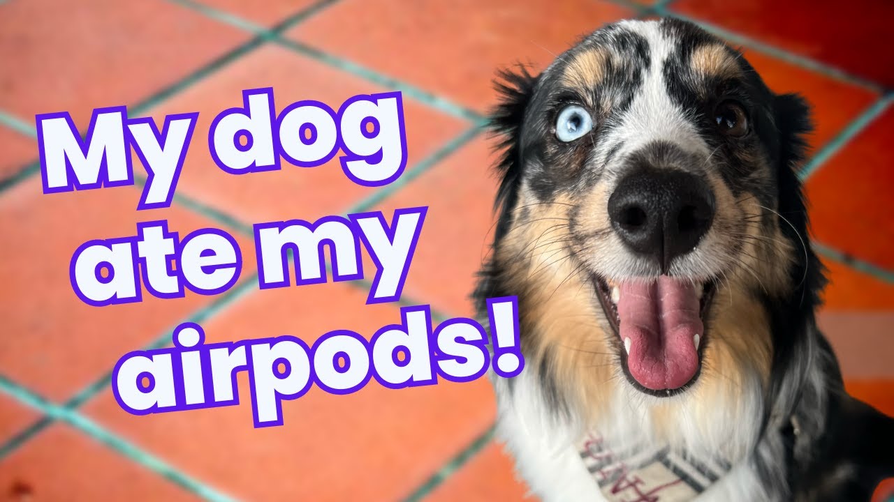 Episode 47: My Dog Ate My Airpods