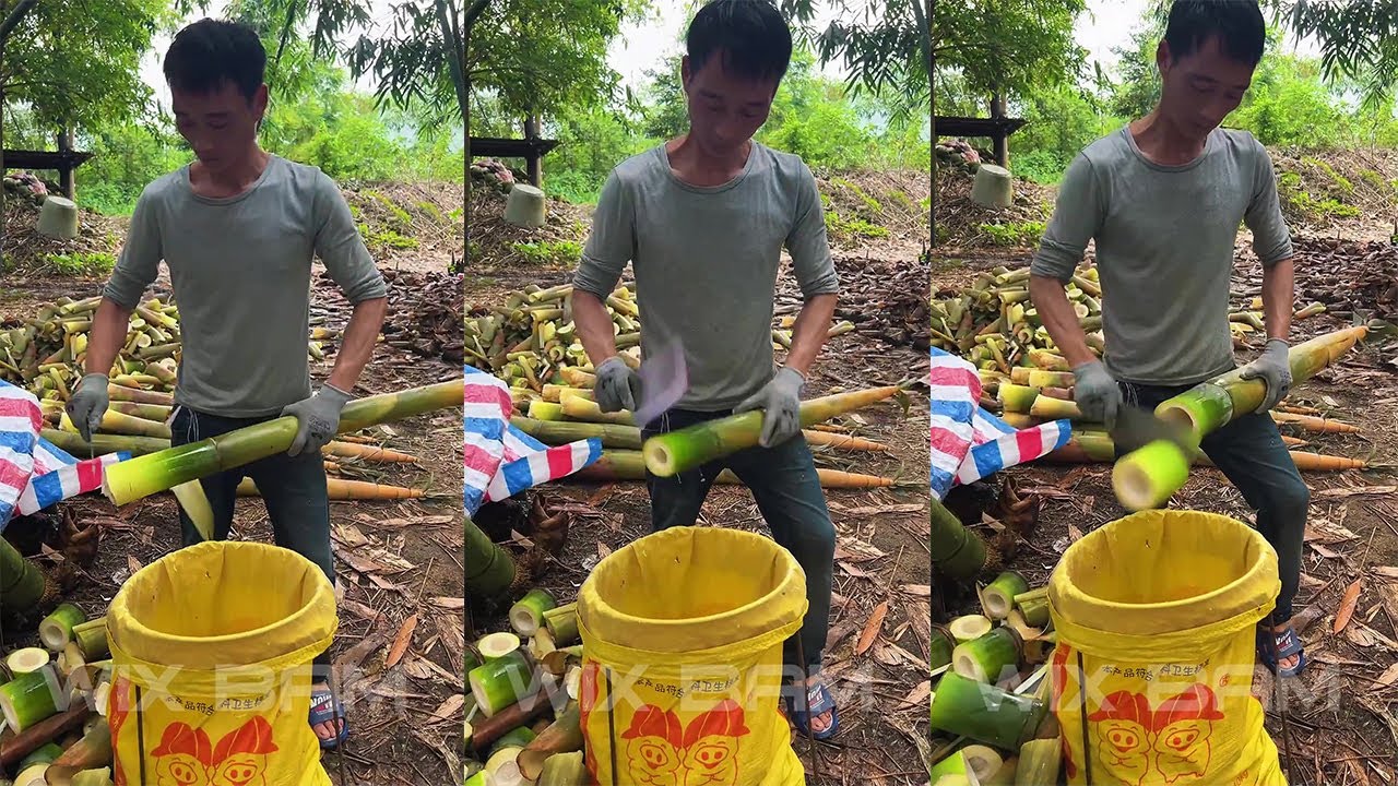 How To Cutting Bamboo Shoot Professional P146