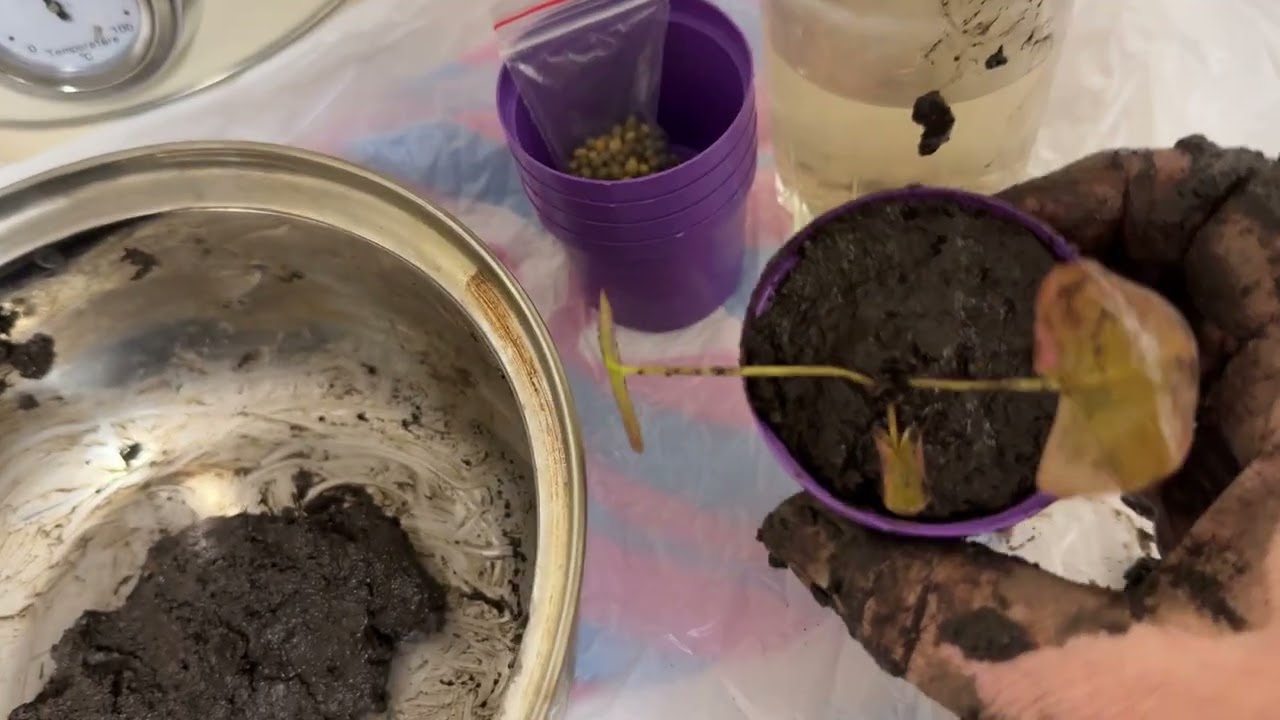 Спасаю маленькую нимфею, посадила в горшочек🌿 1 января 2026г🌿