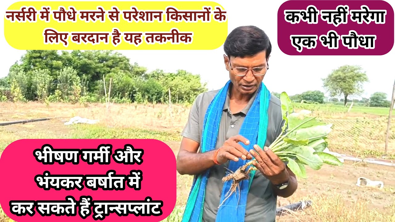 अद्भुत खोज, फ़रवरी में बोई गई फूल गोभी की नर्सरी और जुलाई तक चल रहा है ट्रान्सप्लांट ..