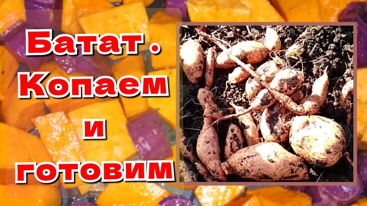 Батат - выкапываем и готовим.
