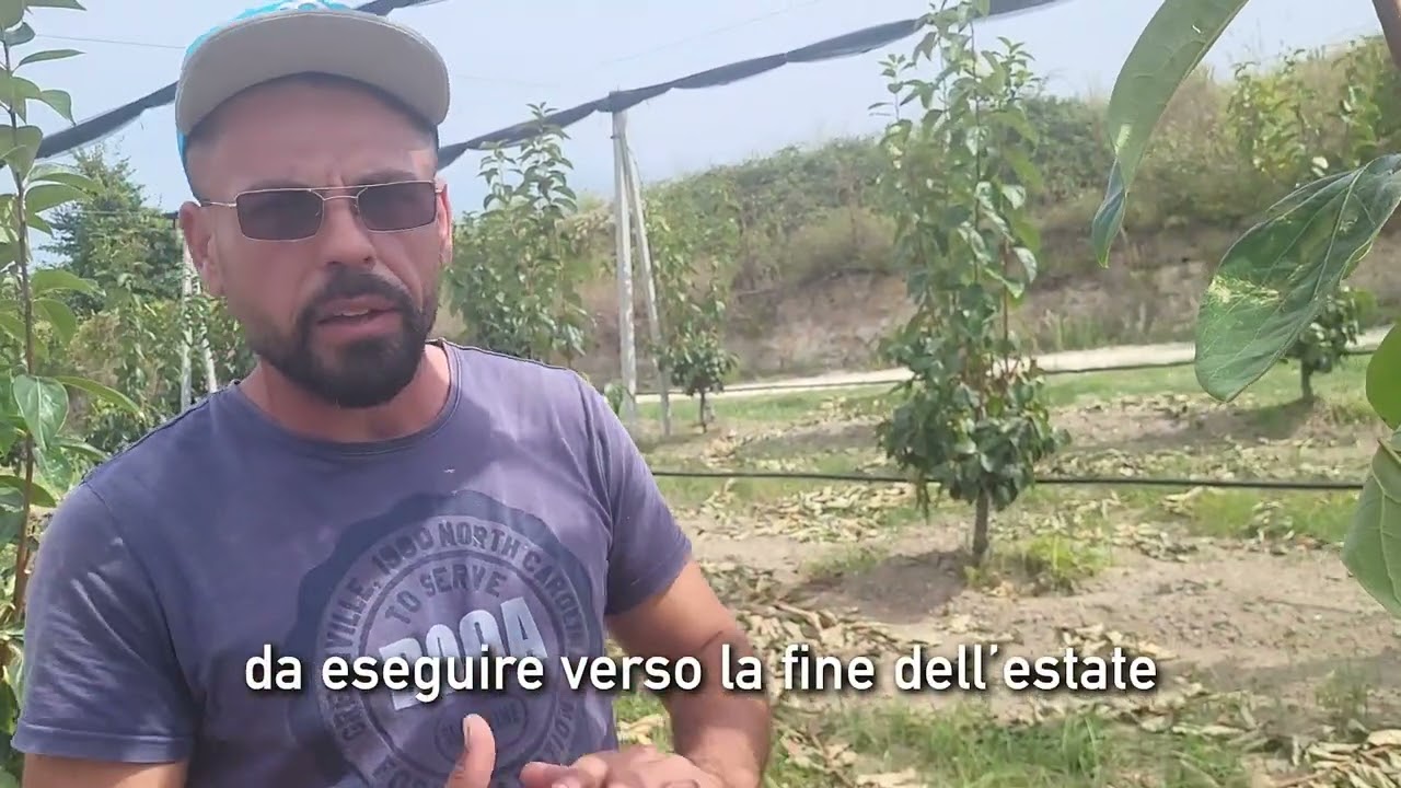 KAKI: POTATTURA ESTIVA DI FORMAZIONE SECONDO IL METODO 