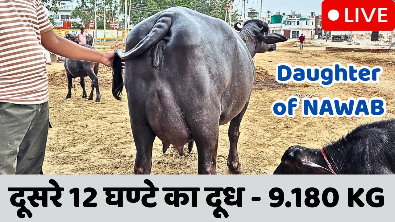 Live HLDB 2nd Milking || Daughter of Nawab || Village-Kanheri, Near-Tohana || Naresh-8607240579