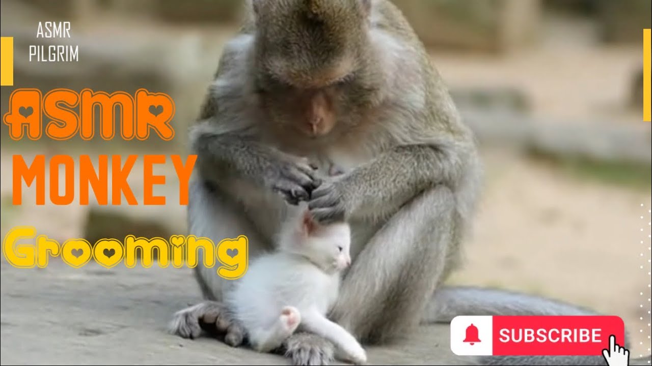 ASMR: monkey grooming kitten 