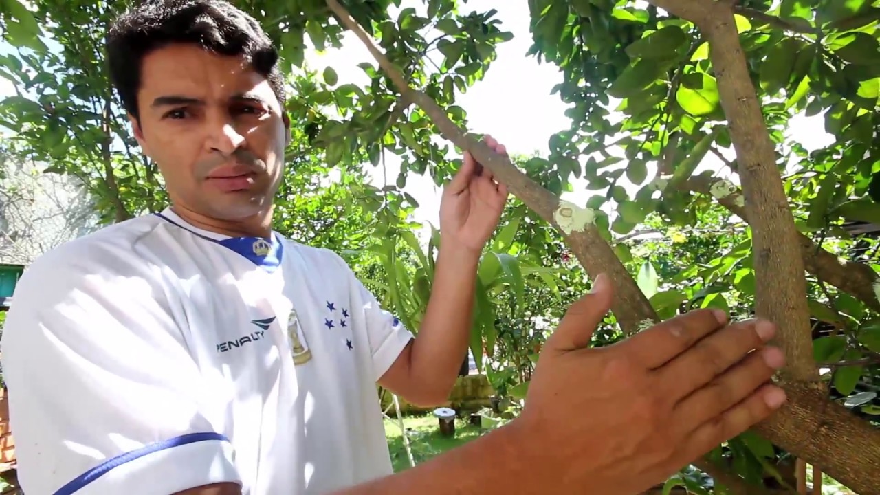 ALPORQUIA EM POMAR, MUDAS JÁ PRODUZINDO Plantar em Casa