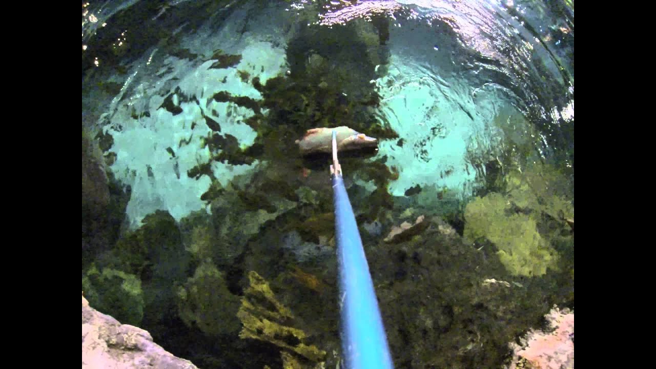 Shark Feeding at Ripley's Aquarium of the Smokies