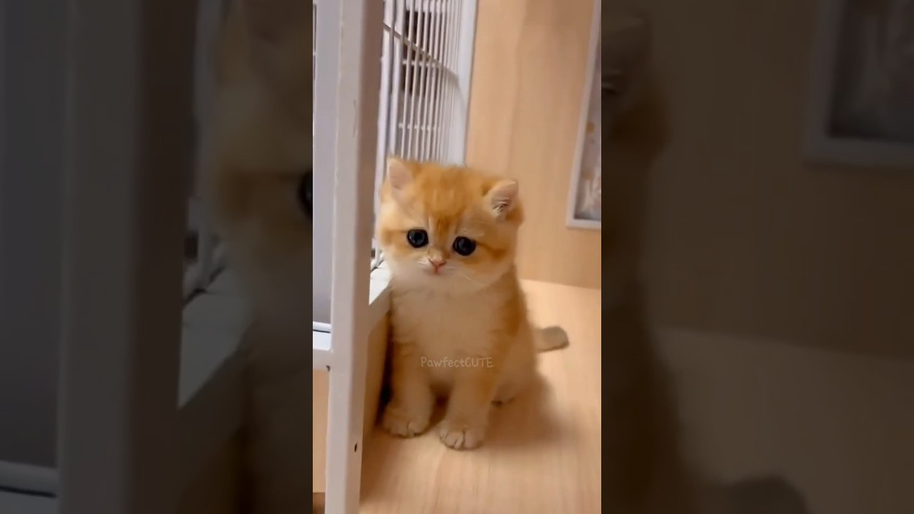 Cuteness overload 😻😽