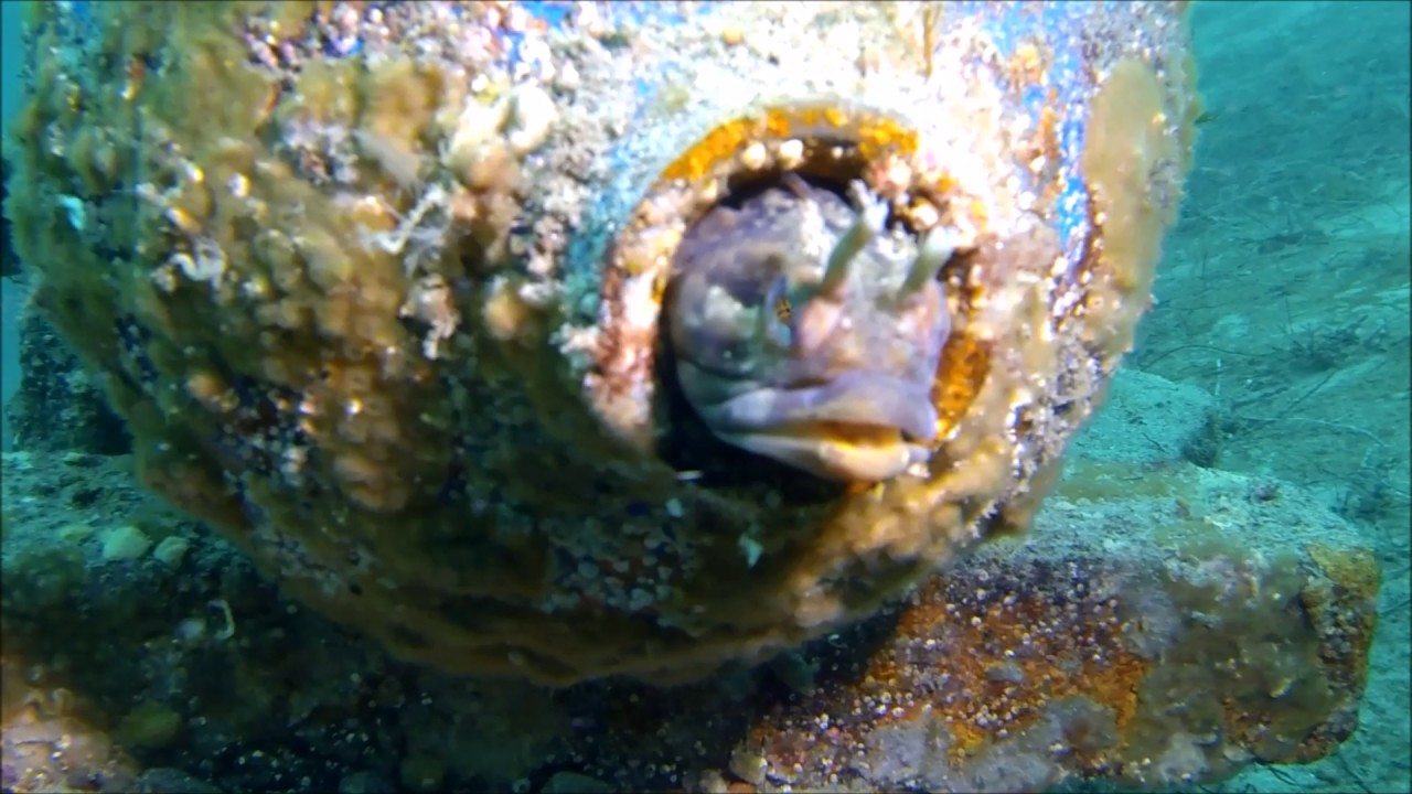 Sarcastic Fringehead 2