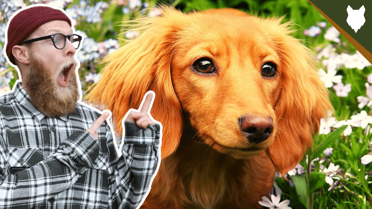 Что делать с новым щенком таксы?!