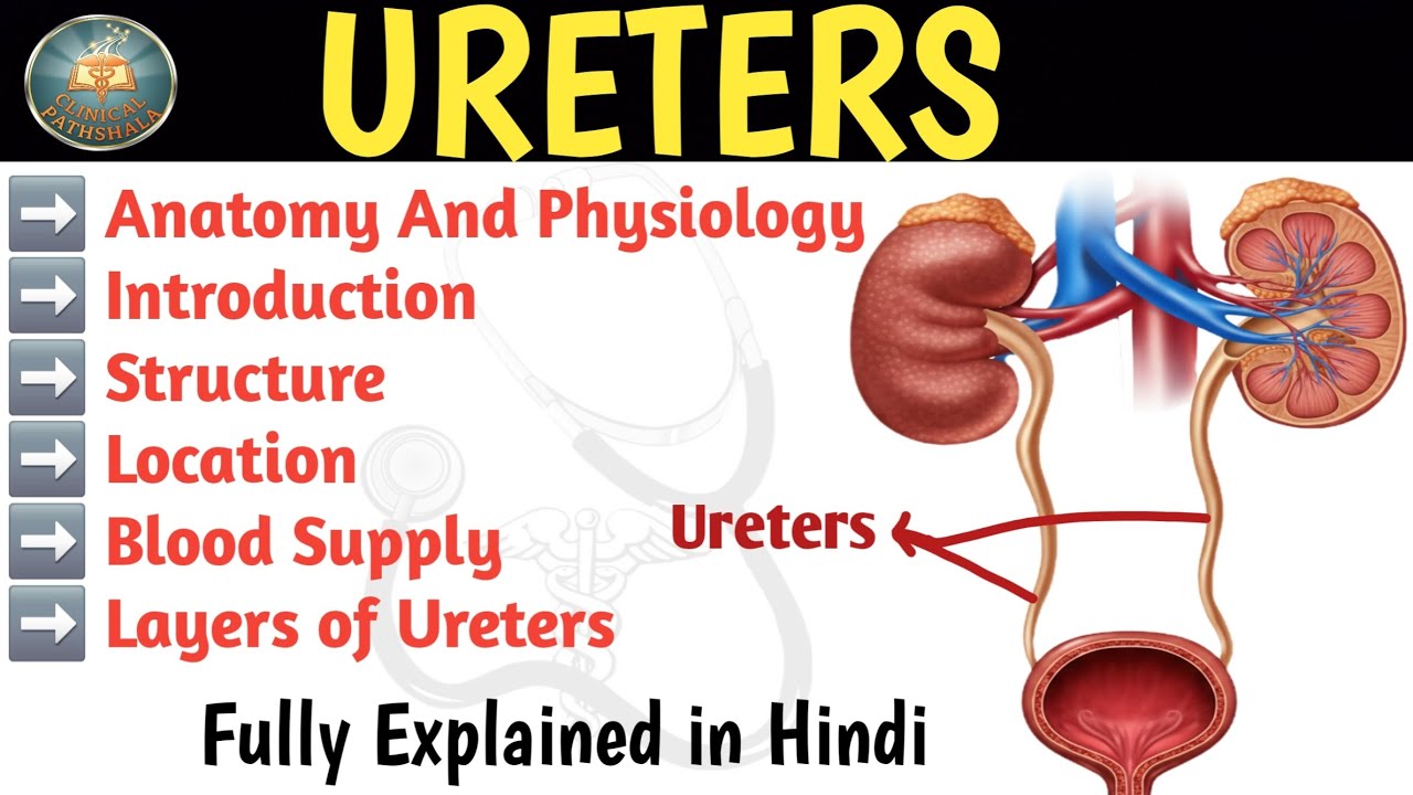 Ureters Anatomy And Physiology In Hindi | Blood Supply | Functions | Layers Of Ureters 