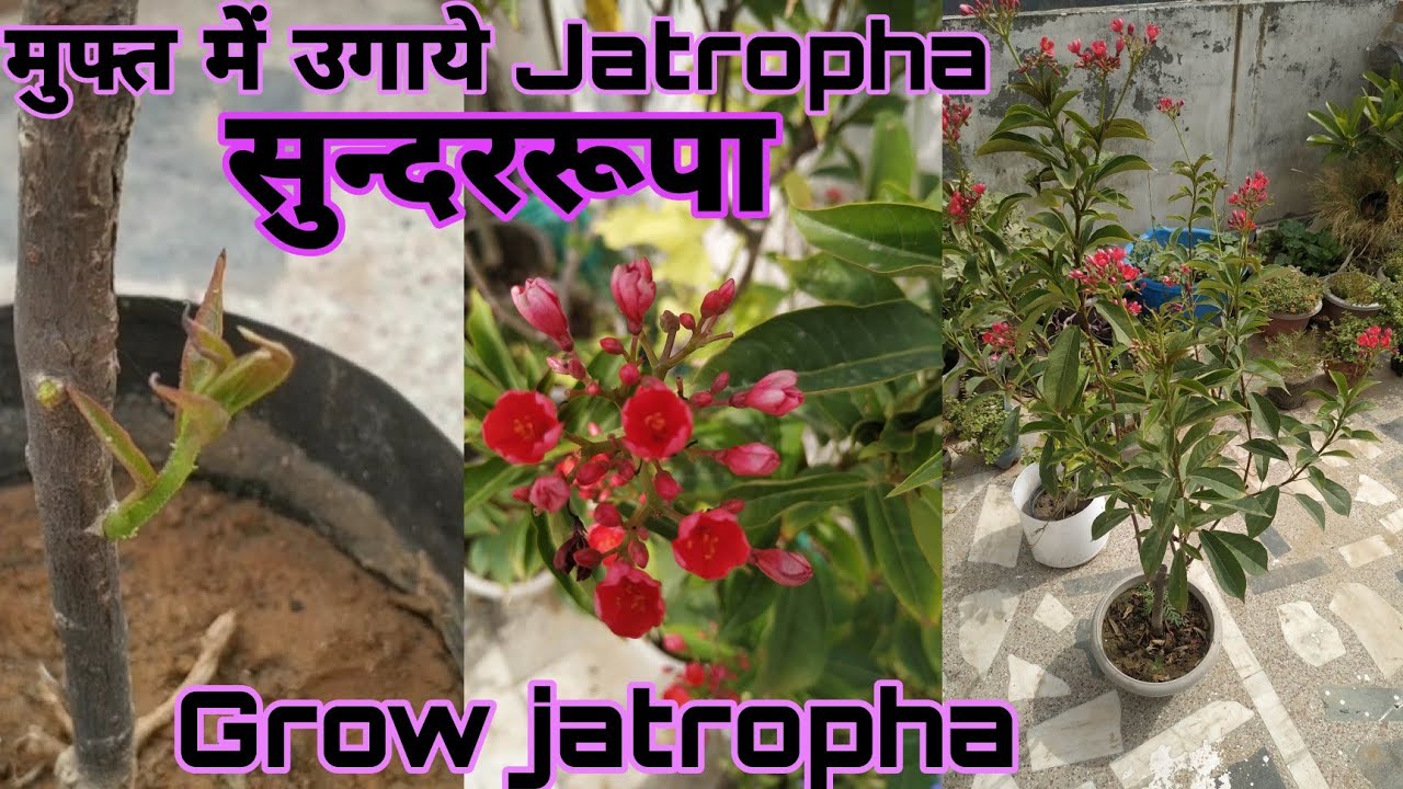 मुफ्त में उगाये जट्रोफा/सुंदर रूपा की कटिंग|How to grow jatropha from cutting|#jatropha|#sundarrupa|
