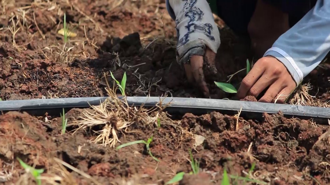 Cara Tanam Jagung Manis 20 ton per hektar