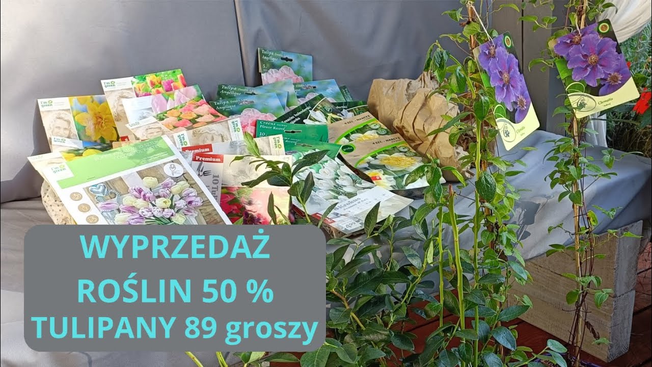 Przeceny 50 % pokażę co kupiłam cebulki po 89 gr. Wiosna będzie piękna.