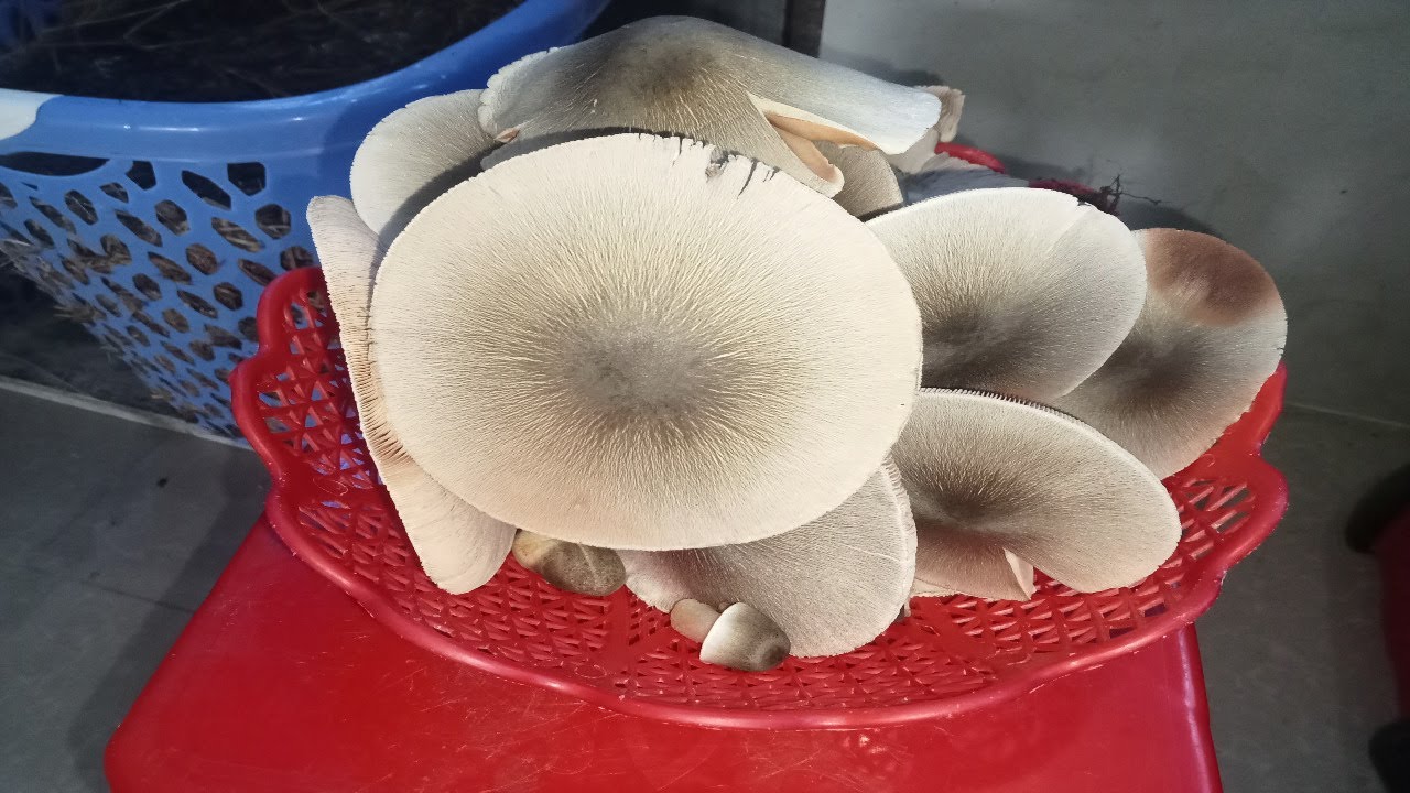 Growing straw mushroom with baskets, Easy way to grow straw mushroom