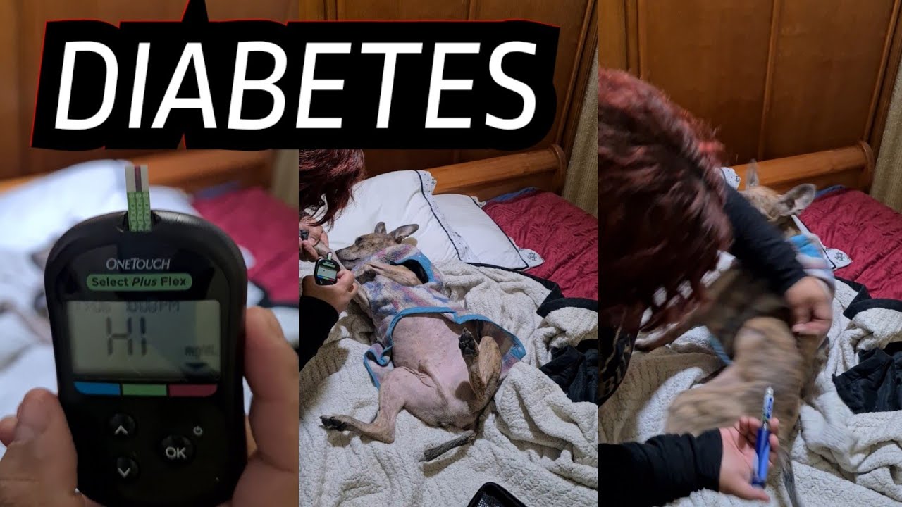 COMO MEDIR A GLICEMIA E APLICAR  A INSULINA EM UM CACHORRO COM DIABETE