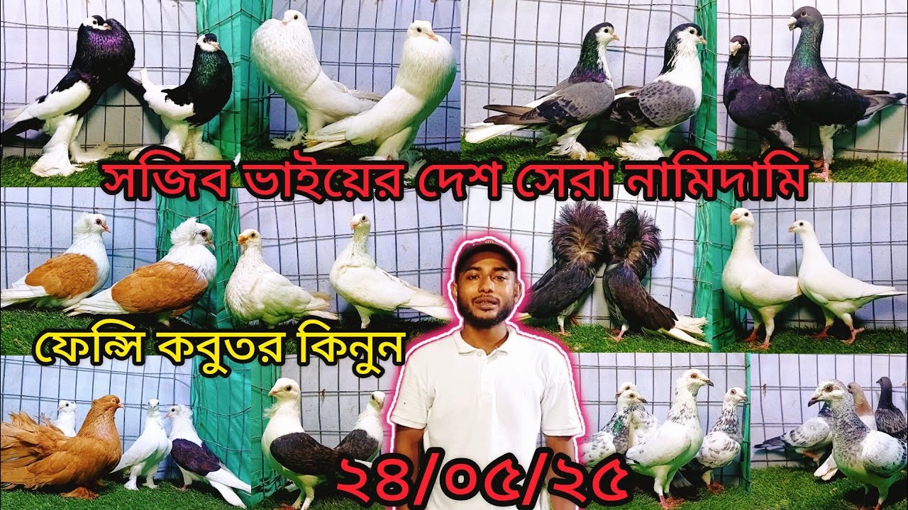 সজীব ভাইয়ের দেশ সেরা  নামিদামি ফেন্সি কবুতর কিনুন | কবুতর | pigeon video | fancy pigeon |