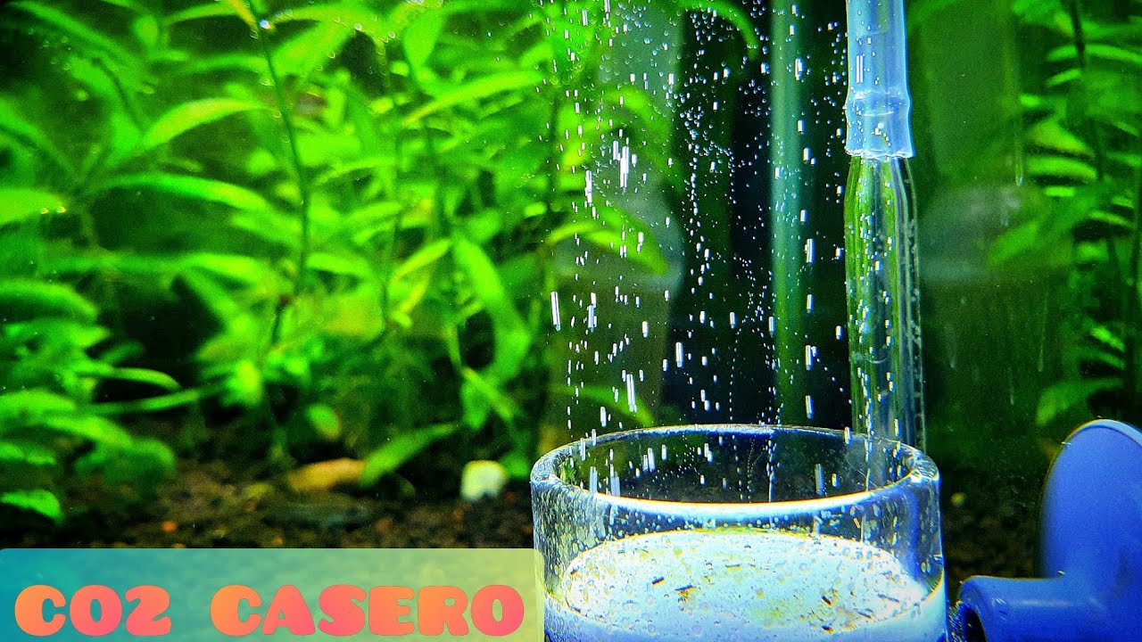 CO2 CASERO CONTRA LAS ALGAS EN EL ACUARIO