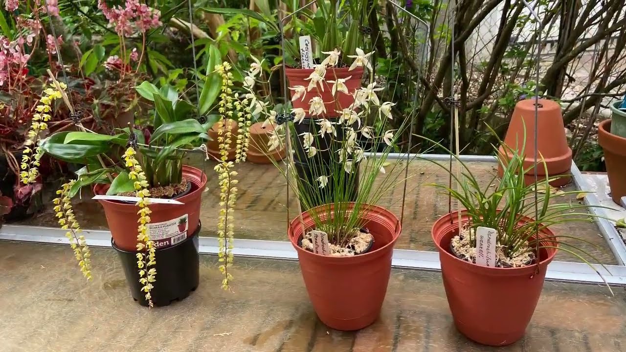 2541 剛開始的足柱蘭收集與香味比較 my new collection of dendrochilum orchids