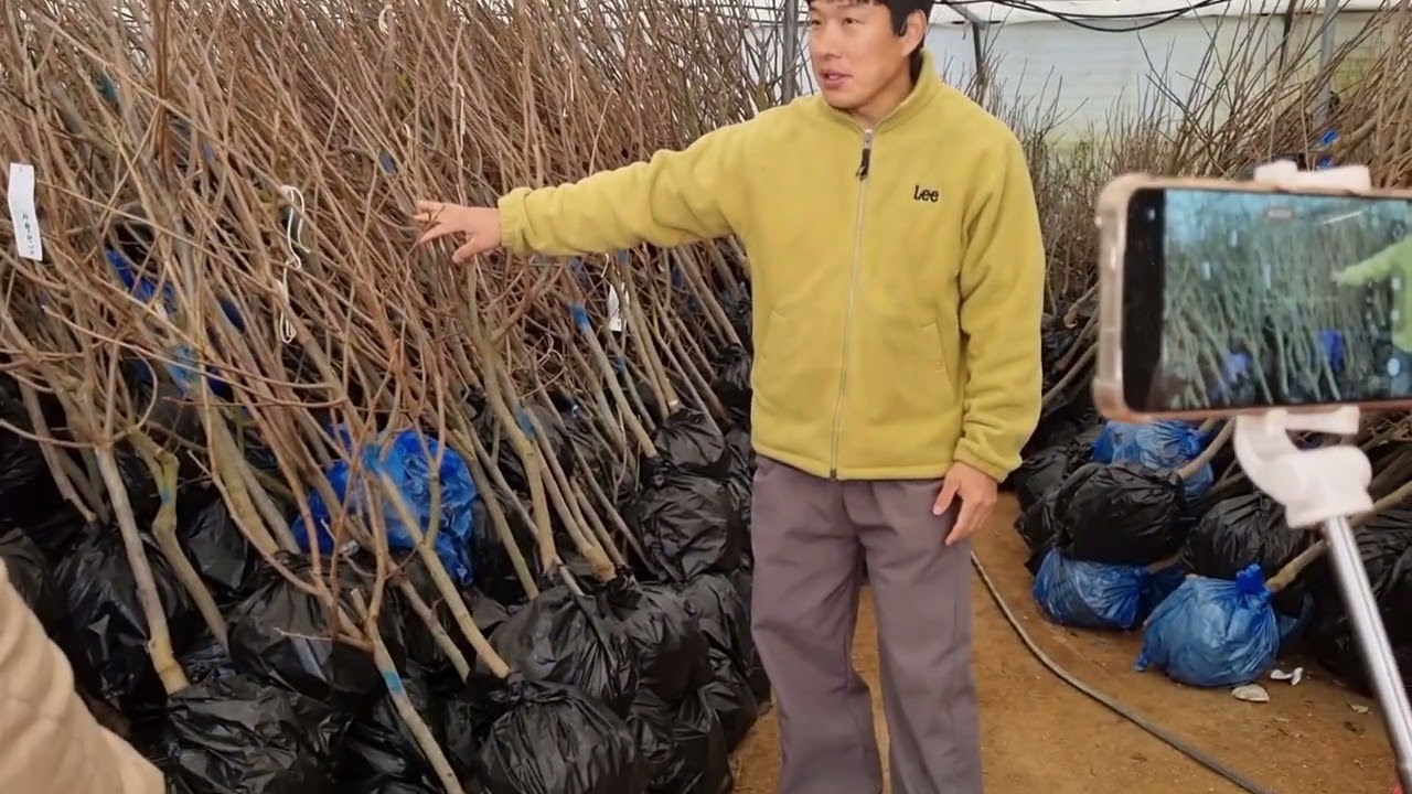 옥천나무시장 (묘목) 다녀왔습니다