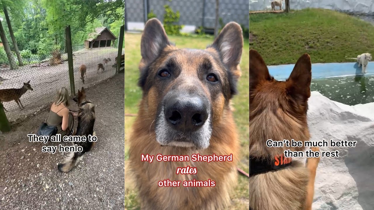 German Shepherd Rates Other Animals
