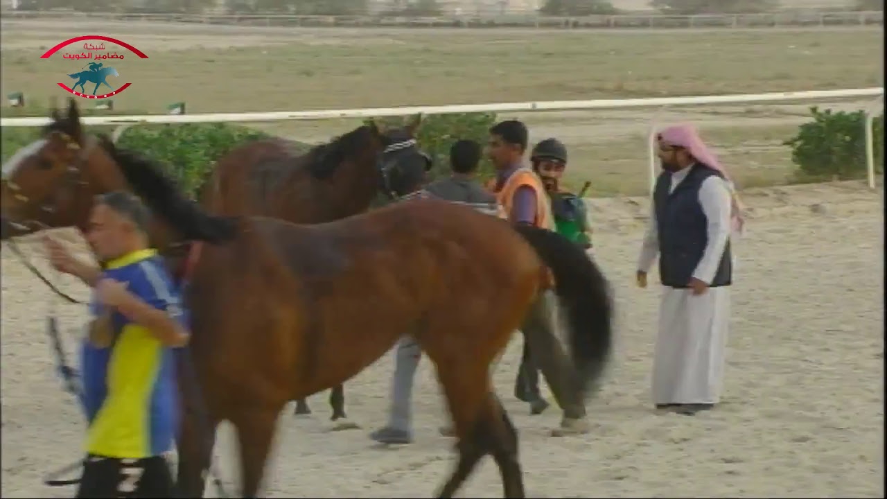 البث المباشر مهرجان ولي العهد لـ نادي فروسية الجهراء