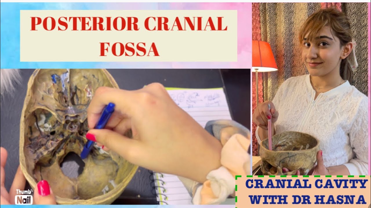 Cranial Cavity | Posterior Cranial Fossa Anatomy | Head and Neck