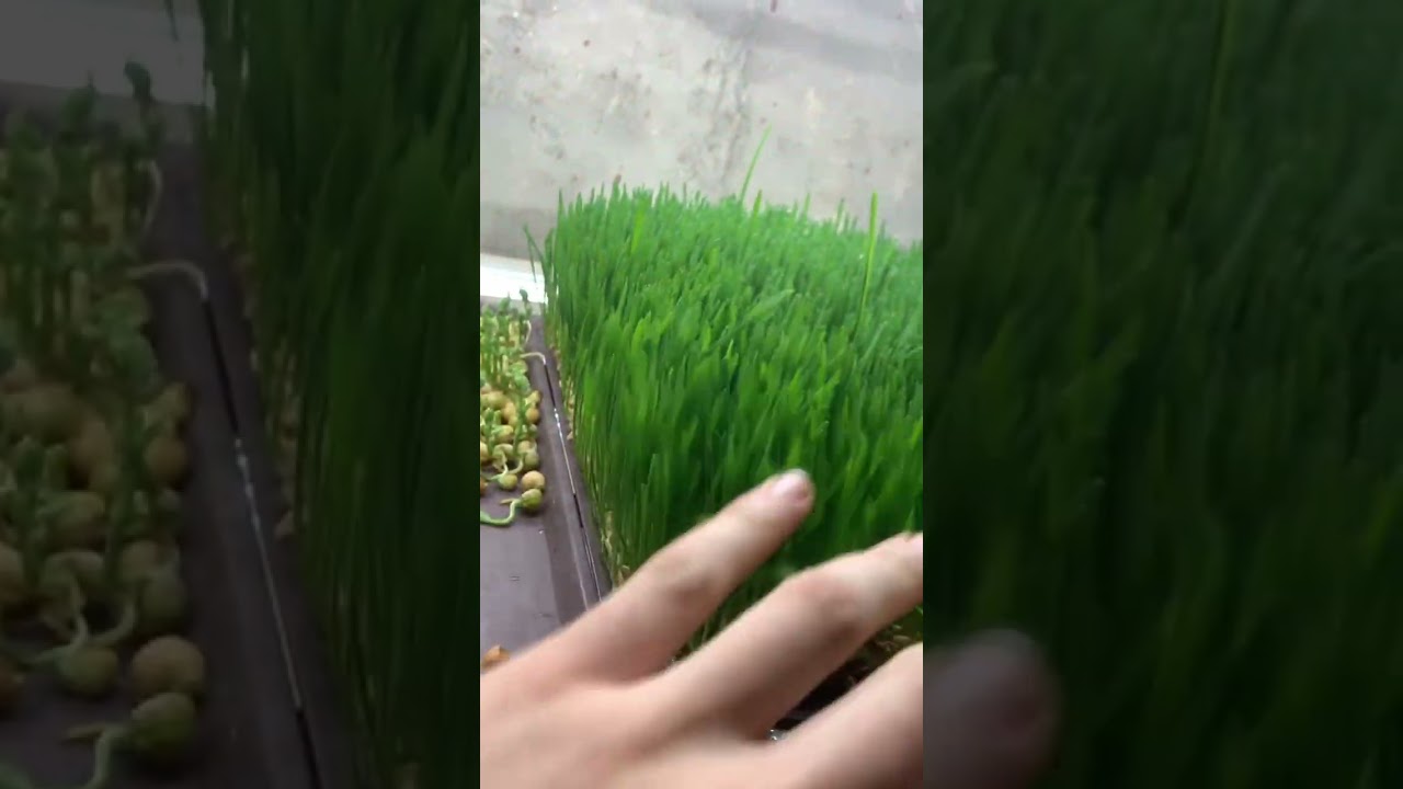 🌱🇺🇦❤️