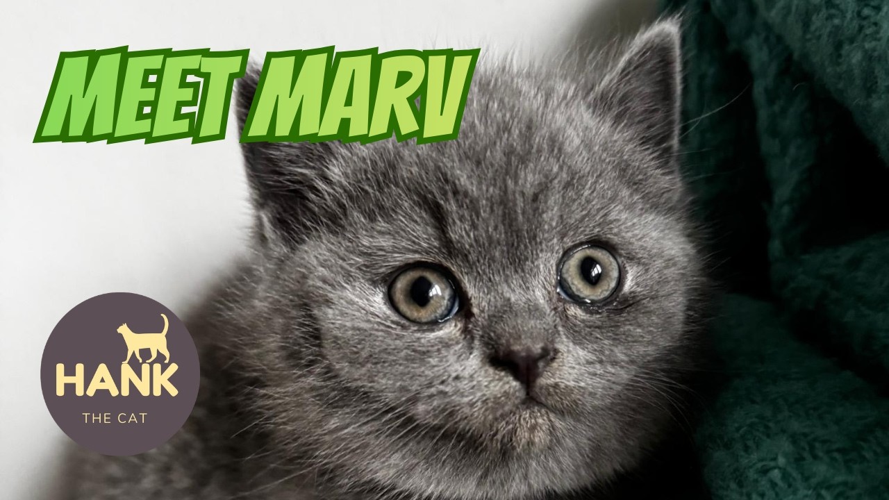 Meet Marv the British Blue kitten