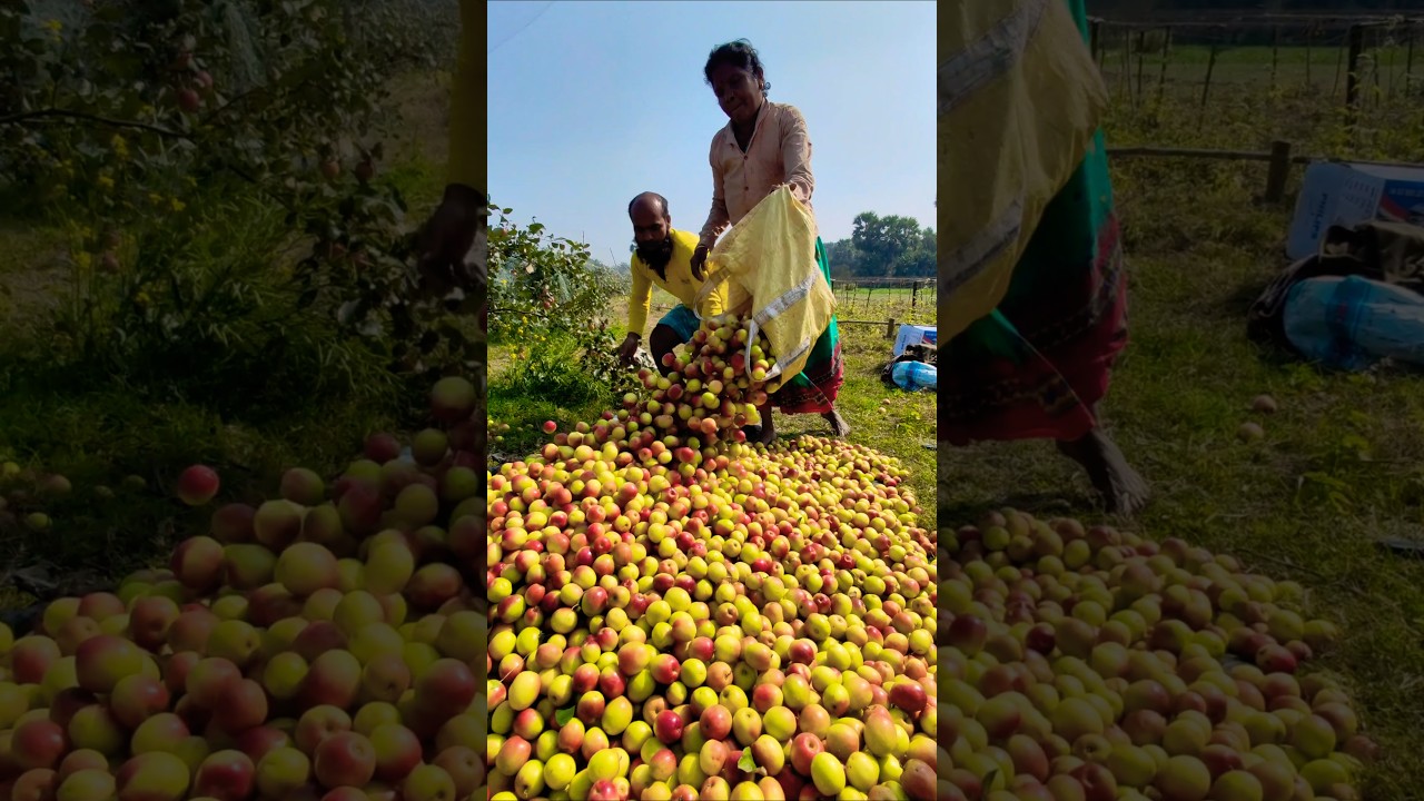 Freshly Harvested Apple Ber Gets Packed #shorts