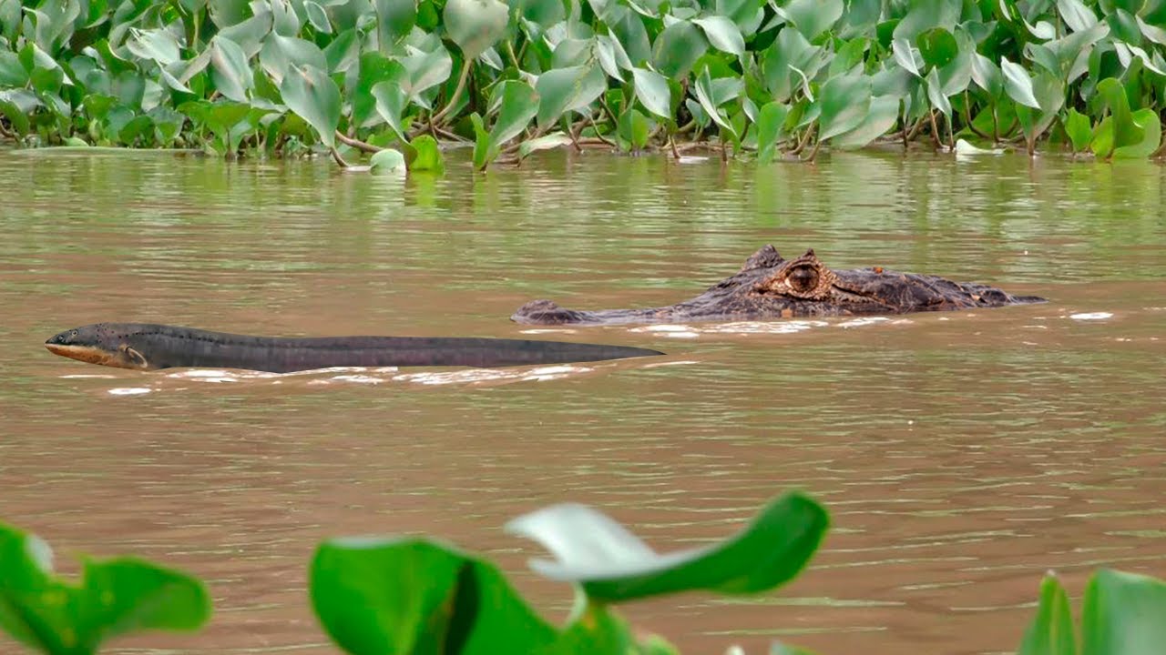 Caiman is mercilessly killed by an electric eel in the wild Amazon