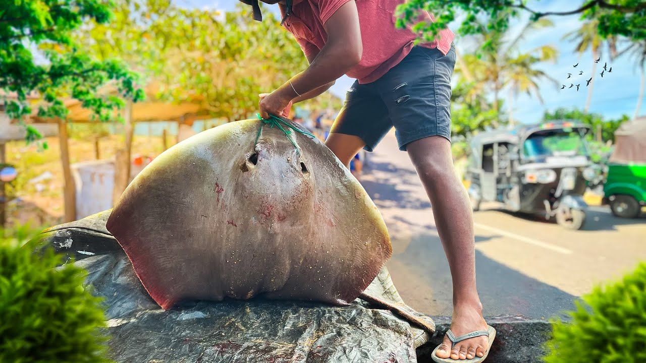 Beautiful! Village Road Southern stingray fish cutting Live Fish Market Day In Life Of Villagers