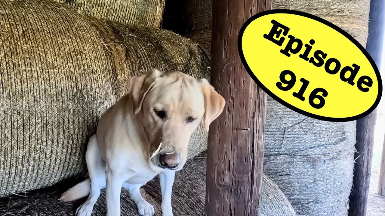 How’s the Hay Holding Out? 
