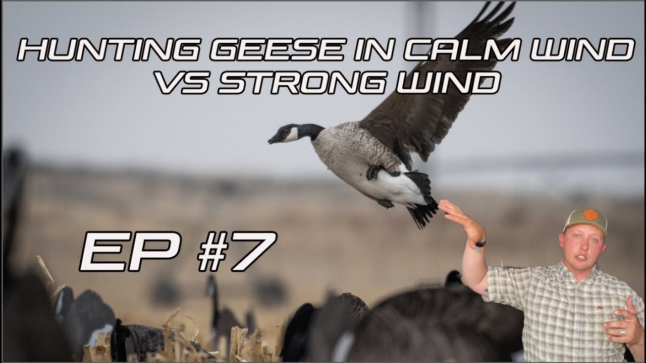 HUNTING GEESE In Calm Wind VS. Strong Wind??? - Ep #7 Field Facts With Forrest